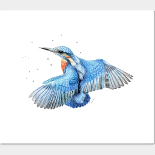 Kingfisher Pencil Drawing Posters and Art